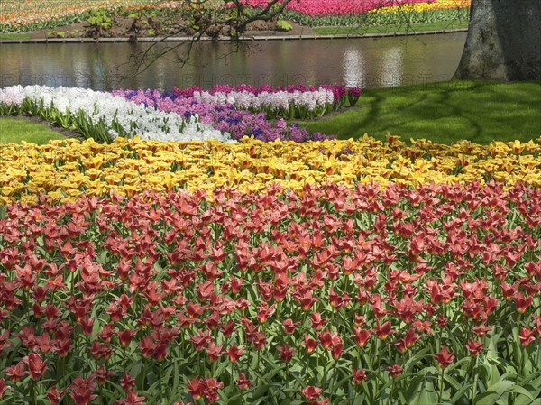 Flower bed with various colourful tulips and hyacinths in a park, many colourful, blooming tulips