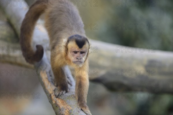 Tufted capuchin (Sapajus apella) climbing on a tree, captive, Zoo Augsburg, Germany, Europe