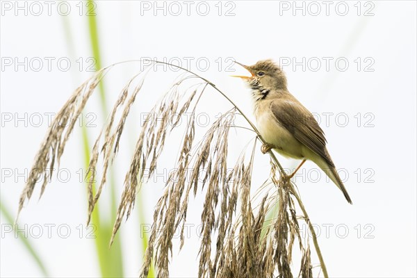 A reed warbler (Acrocephalus scirpaceus) sits on a reed frond and sings against a light-coloured