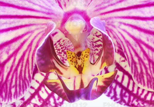 Detail of a Moth Orchid (Phalaenopsis hybrid) in a greenhouse