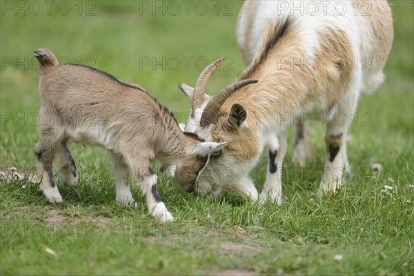 Close-up of domestic goat (Capra aegagrus hircus) mither with her kids on a meadow in spring