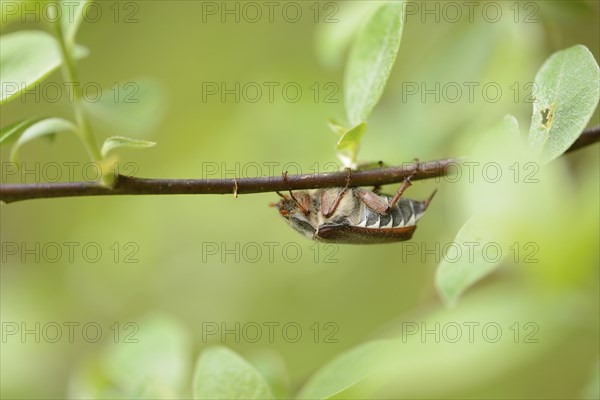 Close-up of a common cockchafer (Melolontha melolontha) in a forest in spring