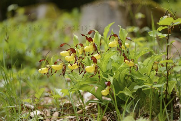 Close-up of lady's-slipper orchid (Cypripedium calceolus) blossoms in a forest in spring, Upper