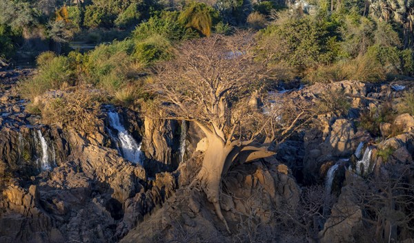 Kunene River, waterfall and African Baobab (Adansonia digitata), in the evening light, Epupa Falls,