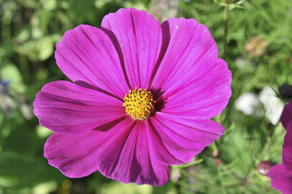 Jewellery basket, cosmea (Cosmea bipinnata), Schwaebisch Gmuend, Baden-Wuerttemberg, Germany,