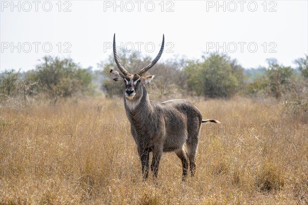 Ellipsen waterbuck (Kobus ellipsiprymnus), adult male in dry grass, Kruger National Park, South