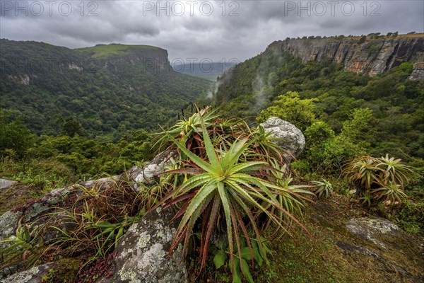 Krantz aloe (Aloe arborescens) growing on rocks, view from the plateau to the Graskop Gorge with