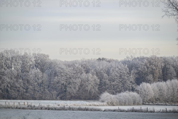 A frosty forest in the background, frozen fields in the foreground, wintry light, hoarfrost on