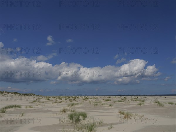 Extensive sandy dune landscape with scattered tufts of grass under a blue sky, Baltrum Germany