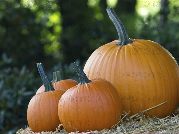 Three pumpkins in different sizes on a pile of straw in front of a green, wooded background, orange