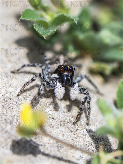 Half-edged Wall Jumping Spider, Menemerus semilimbatus, Albania, Europe