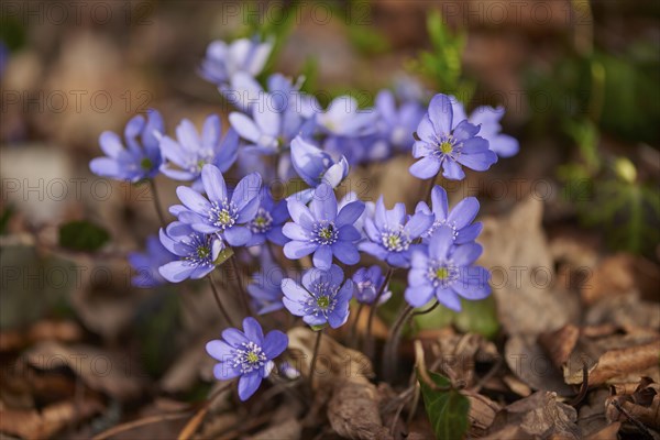 Close-up of Common Hepatica (Anemone hepatica) blossoms in a forest in spring, Bavaria, Germany,