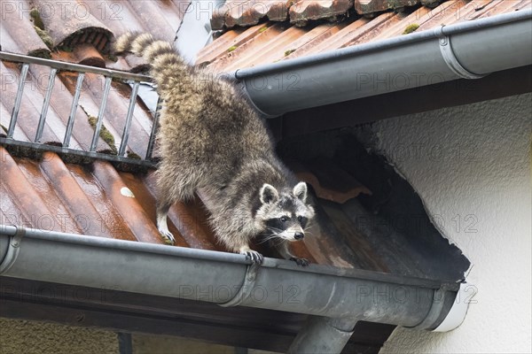 A raccoon (Procyon lotor) balancing on a gutter on a building, Hesse, Germany, Europe
