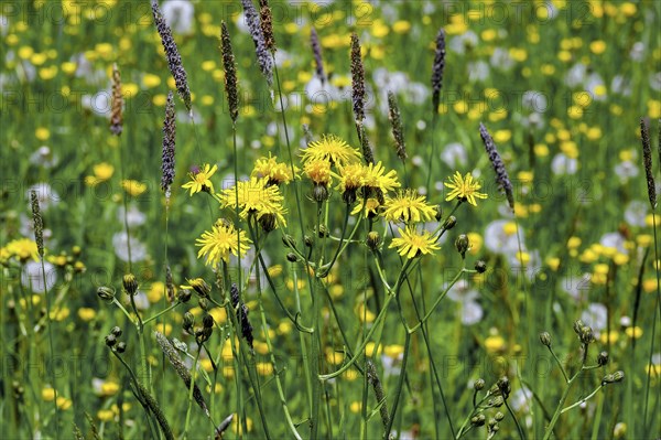 Rough hawksbeard (Crepis biennis) and ranunculus auricomus (Ranunculus auricomus agg.), Allgaeu,