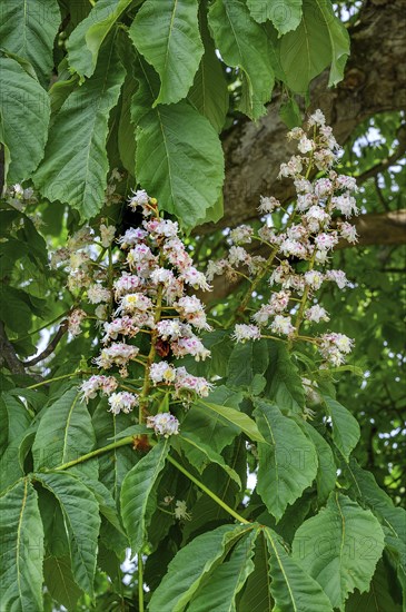 Spring, blossoms of the common horse-chestnut (Aesculus hippocastanum), Allgaeu, Bavaria, Germany,