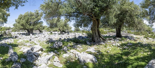 Old olive trees near Lun, island of Pag, Zadar, Dalmatia, Croatia, Europe
