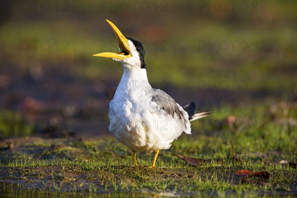 Large-billed Tern (Phaetusa simplex) Pantanal Brazil