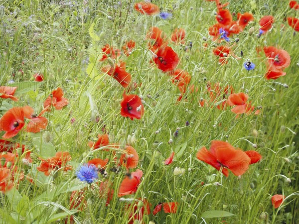 Poppy field in bloom, cornflowers in between, near Heimschuh, Styria, Austria, Europe
