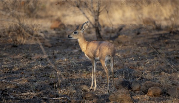 Steenbok (Raphicerus campestris) in the evening light, male, Kruger National Park, South Africa,