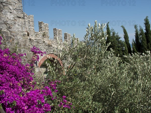 Old wall and bougainvillea plants with cypresses in the background, Bari, Italy, Europe