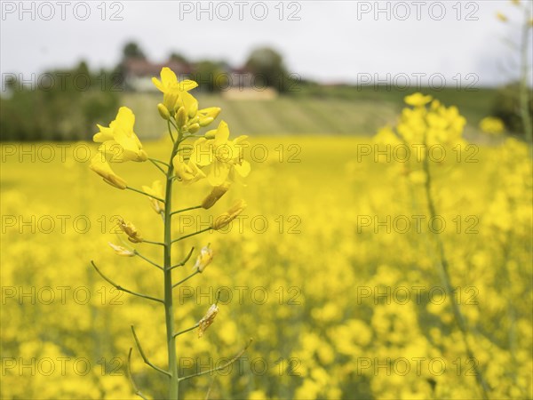 Rape in bloom in a rape field, near Riegersburg, Styria, Austria, Europe