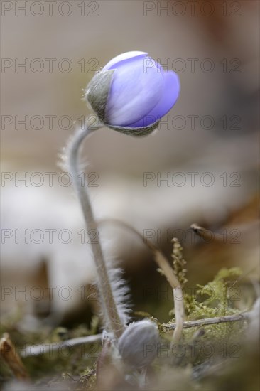 Close-up of a Common Hepatica (Anemone hepatica) blossom in a forest in spring