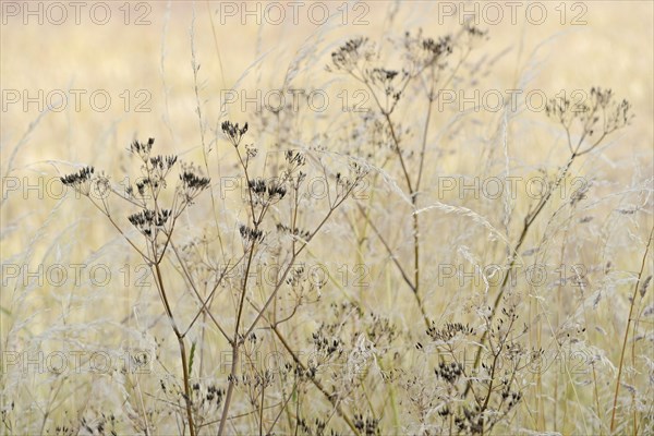 Umbellifer (Apiaceae) with fruiting stems and true grass (Poaceae), North Rhine-Westphalia,