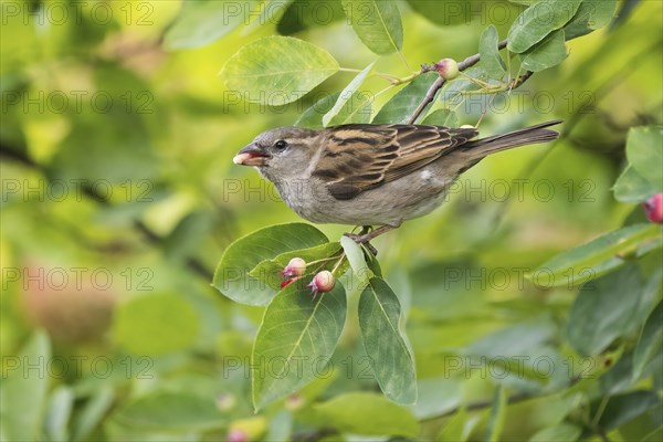 A house sparrow (Passer domesticus) feeding on the fruit of a rock pear, snowy mespilus