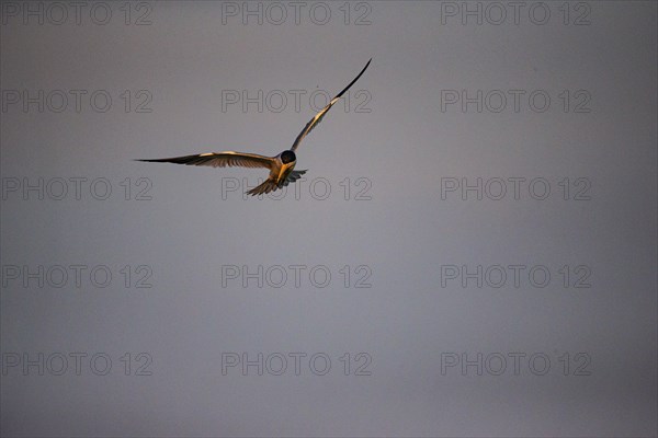Large-billed Tern (Phaetusa simplex) Pantanal Brazil