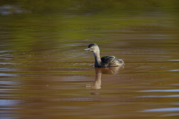 Least grebe (Tachybaptus dominicus) Pantanal Brazil