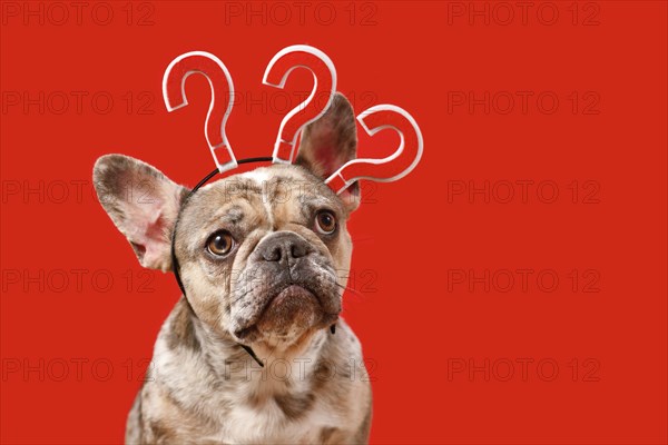 French Bulldog dog with headband with question marks on red background with copy space