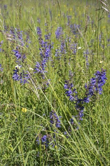 Meadow clary (Salvia pratensis) in a meadow, bee forage meadow, forage meadow, Baden-Wuerttemberg,