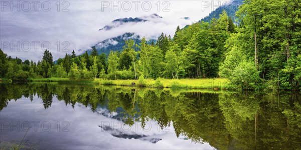 Water reflection in the moor pond, near Oberstdorf, Oberallgaeu, Allgaeu, Bavaria, Germany, Europe