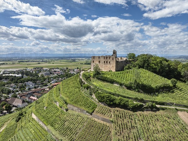 Aerial view of Staufen Castle, on a vineyard, Schlossberg, Staufen im Breisgau, Markgraeflerland,