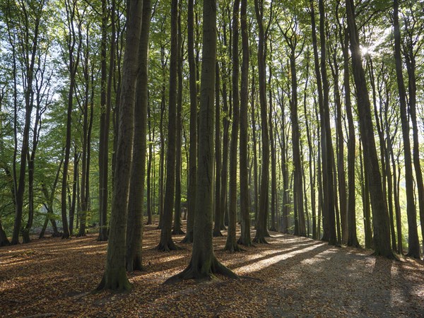 Deciduous forest in autumn, broken by sunlight, with long shadows and a calming natural atmosphere,