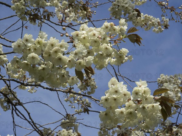 White flowers of a blossoming tree in front of a blue sky in spring, many colourful, blooming