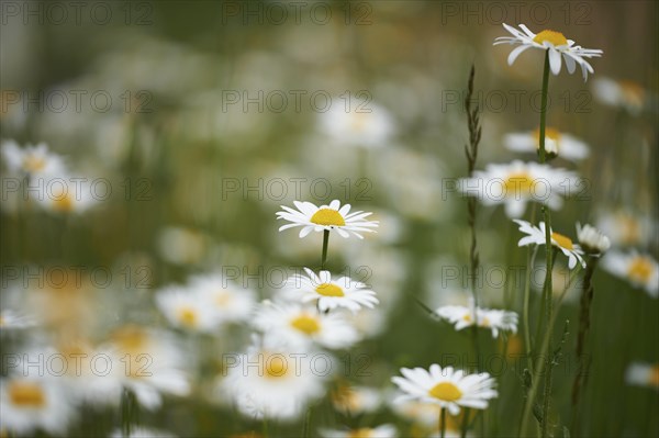 Close-up of a flower meadow with ox-eye daisy (Leucanthemum vulgare) blossoms in early summer