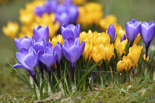 Spring Crocus or Giant Crocus (Crocus cultivars) flowering colourful in spring