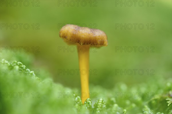 Close-up of a Yellowfoot (Craterellus tubaeformis) in forest in autumn