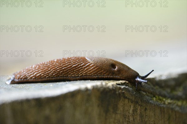 Close-up of a Spanish slug (Arion vulgaris) youngster in a forest in early summer