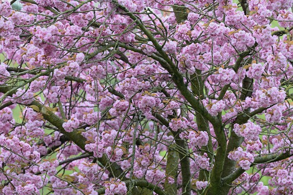 Japanese flowering cherry (Prunus serrulata Kanzan) in bloom, North Rhine-Westphalia, Germany,
