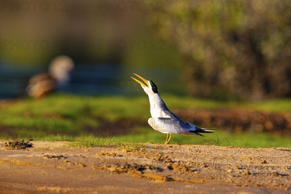 Large-billed Tern (Phaetusa simplex) Pantanal Brazil