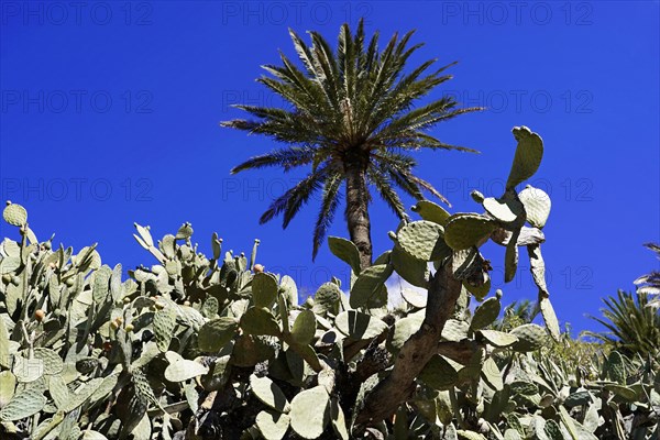Mountain village Masca, Masca Gorge, Montana Teno Mountains, Tenerife, Canary Islands, Spain,