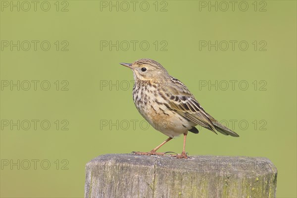 Meadow Pipit (Anthus pratensis) sitting on a pasture fence, Wildlife, Nature photography, Huede,