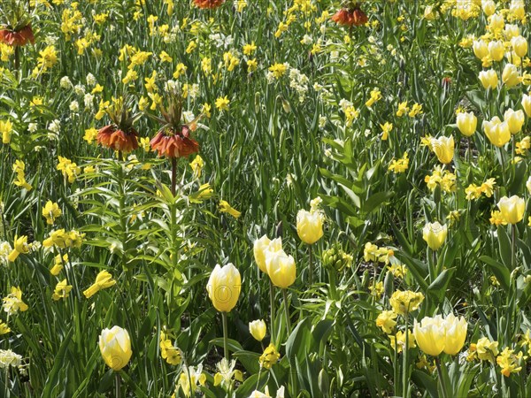 Yellow flowers and imperial crowns give the green spring meadow a lively appearance, many