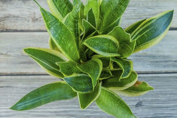 Top down view of Dracaena trifasciata, AKA snake plant or mother-in-law's tongue wooden on tabletop