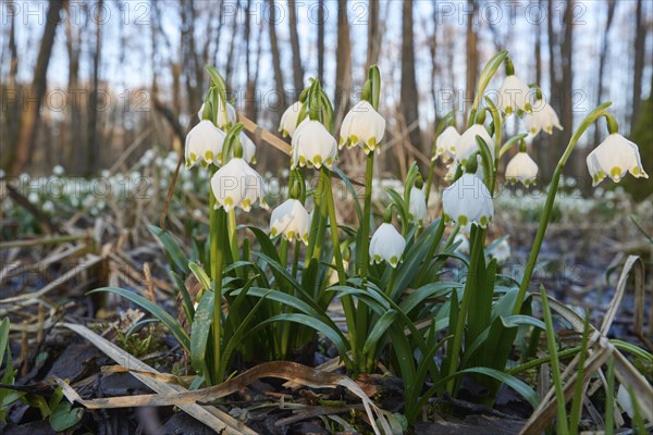 Close-up of spring snowflake (Leucojum vernum) blooming in spring, Bavaria, Germany, Europe
