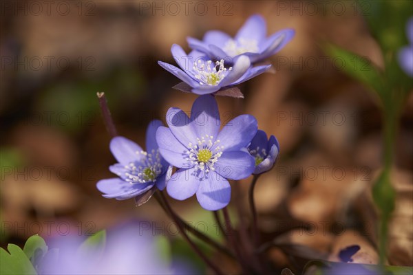 Common hepatica (Anemone hepatica) Blossoms in a forest, Bavaria, Germany, Europe