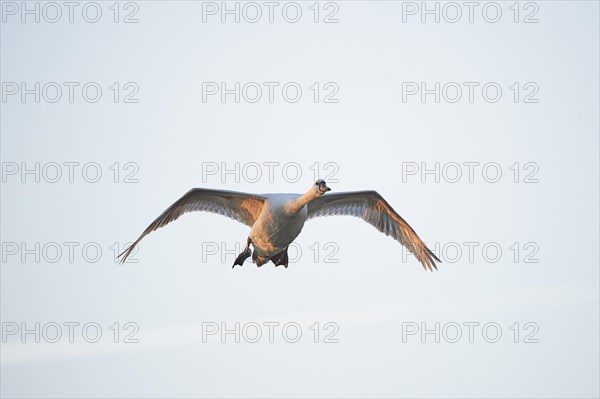 Close-up of a flying mute swan (Cygnus olor) in spring
