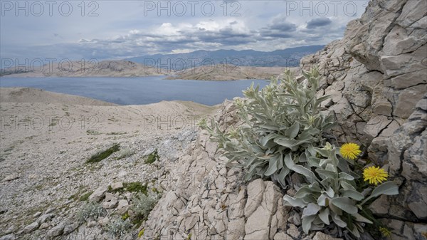 Paska Vrata, lunar landscape, island of Pag, Zadar, Dalmatia, Croatia, Europe